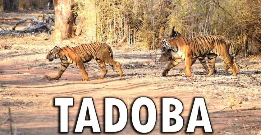 Explore Tadoba: The Ultimate Wildlife Adventure!