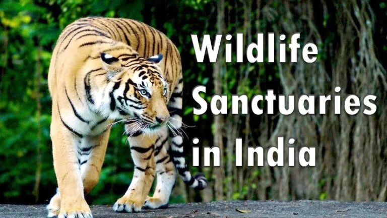 Wildlife Sanctuaries in India