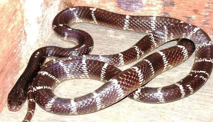 common kraite Snake