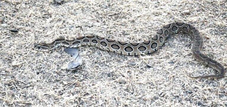 4 Snakes The Big Four Snakes of India - Wildlife Nest