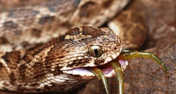 Saw Scaled Viper Snake All Information