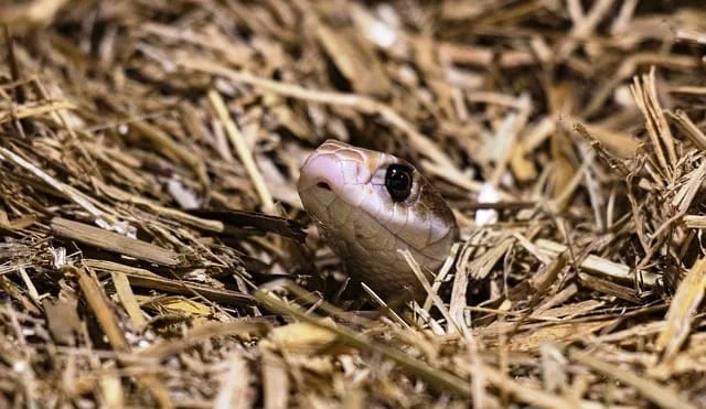 Most Dangerous Snakes in the World