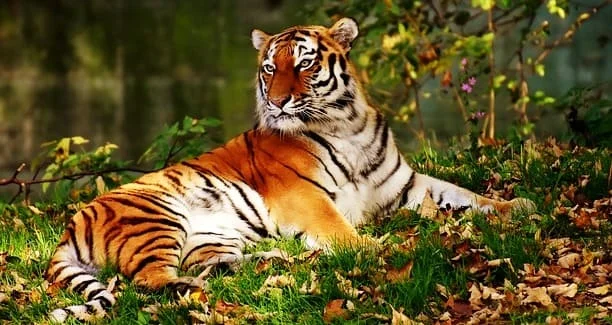 Ultimate Guide to Kanha National Park