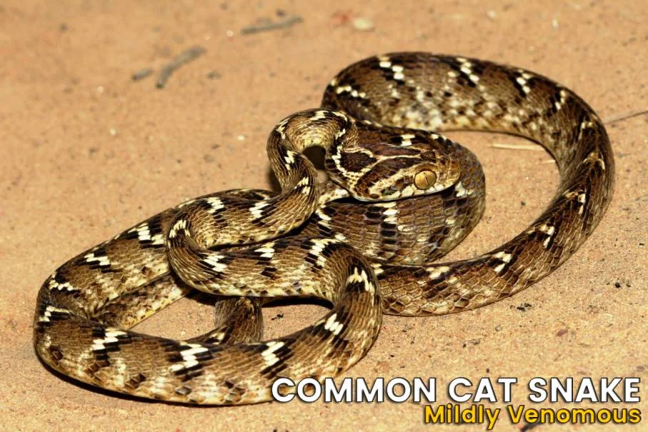 Common Cat Snake All Information
