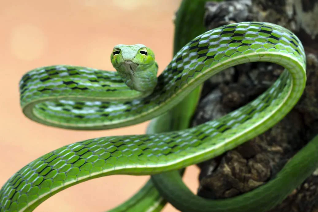 Green Vine Snake