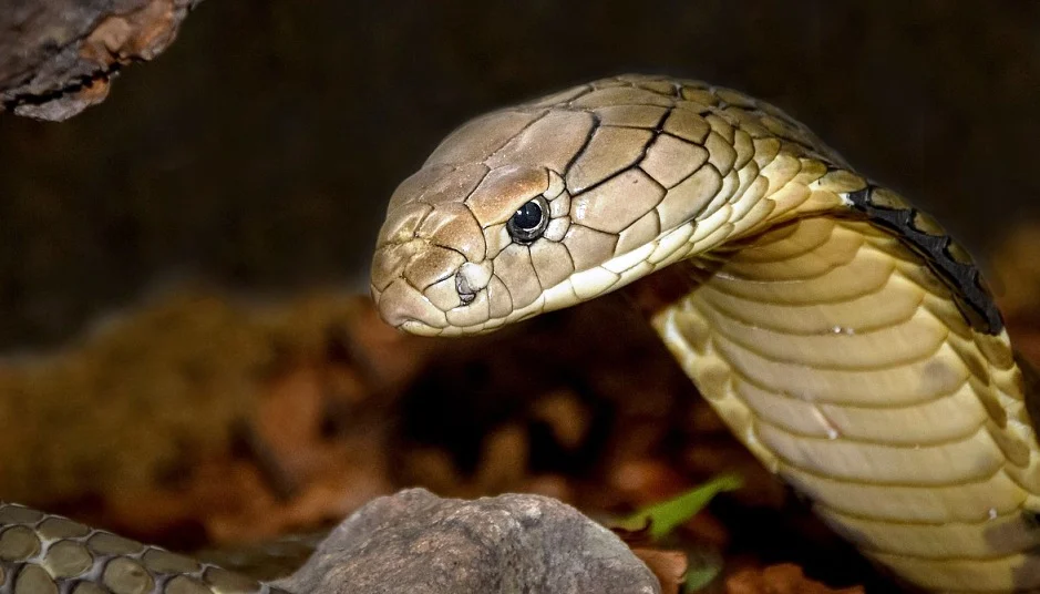 King Cobra Secrets: Study Breaks 180-Year Myth