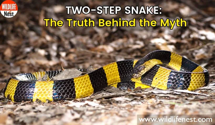 Two-Step Snake: The Truth Behind the Myth