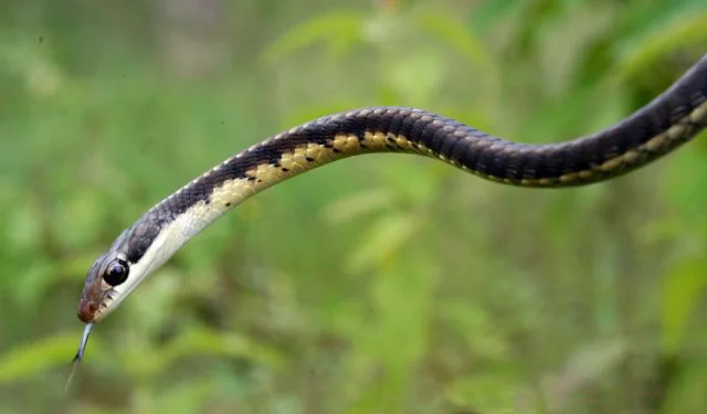 Bronzeback Snake