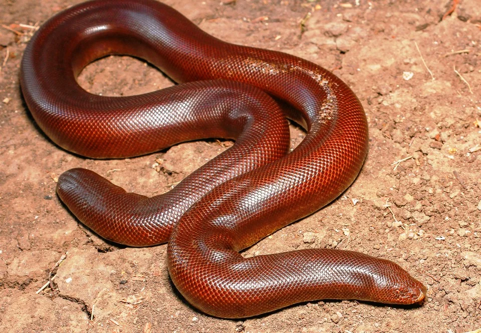 Red Sand Boa Snake