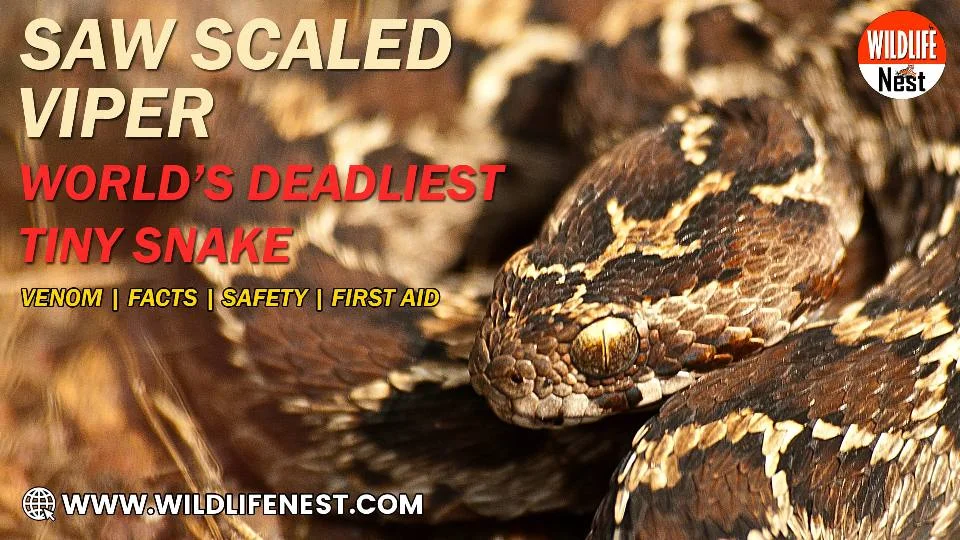Saw Scaled Viper Snake