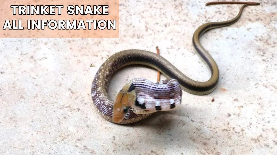 Trinket Snake
