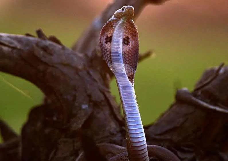 Cobra Snake