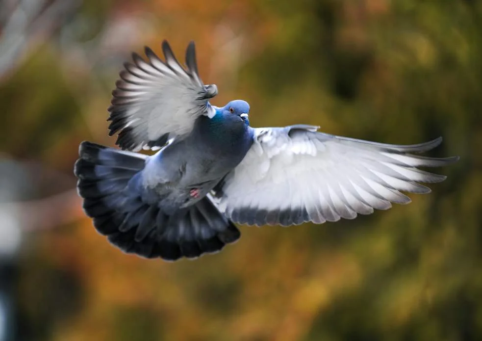 Rock Pigeon All Information