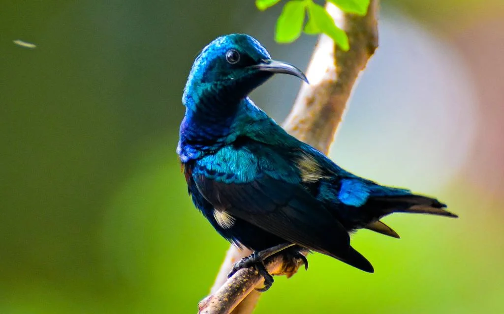 Purple Sunbird: The Sparkling Gem of Indian Gardens