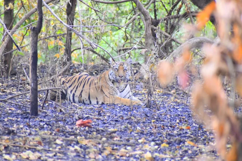 Gurvala Nature Safari All Information